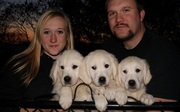 golden retriever  puppies(chantehc@yahoo.com)