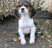 beagle puppies(chantehc@yahoo.com)