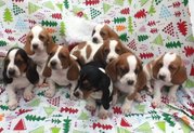 Basel hound puppies(chantehc@yahoo.com)