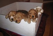 English cockier spaniel puppies(chantehc@yahoo.com)