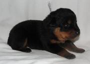 pure breed rotweillers puppies(chantehc@yahoo.com)